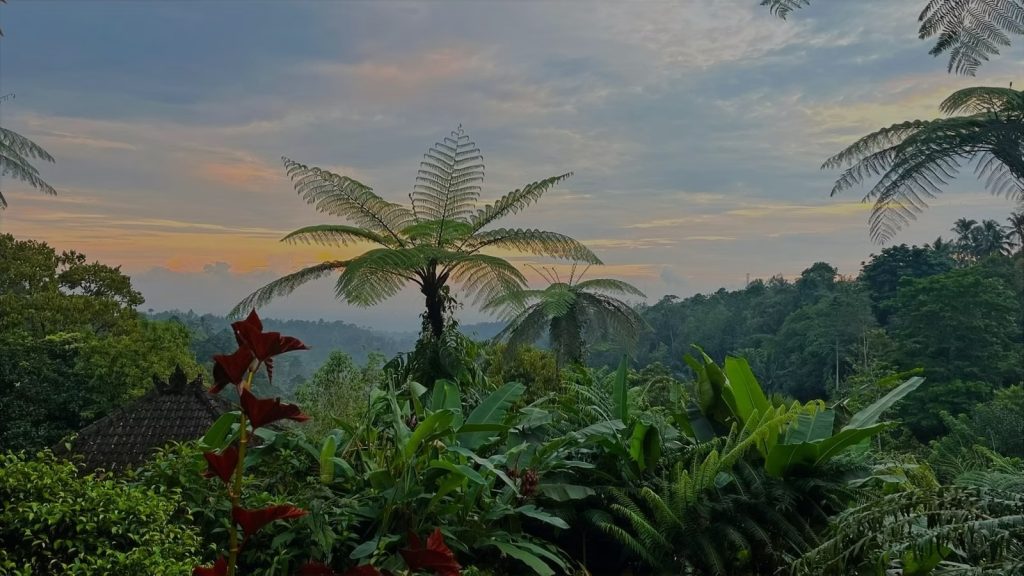Tropical rainforest canopy with a fern tree silhouetted against a dusk sky near the Bali writers retreat