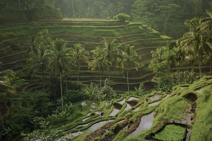Lush green rice terraces stepped into a hillside with palm trees, in the Balinese countryside near the writers retreat