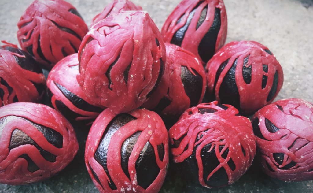 Freshly harvested nutmeg fruits showing the bright red mace covering the seed, a spice grown locally in Bali